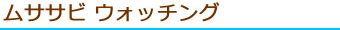 「ムササビ」ウオッチング